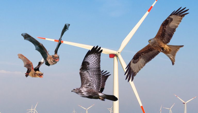 Natur- und Artenschutz – der Zweck heiligt nicht alle Mittel